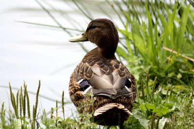 Rear view of duck