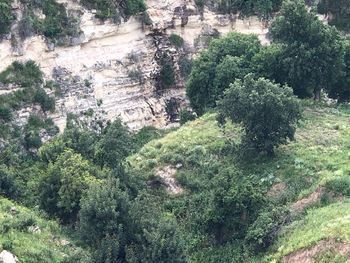 High angle view of trees in forest