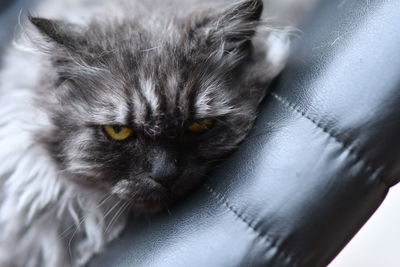 Close-up portrait of cat