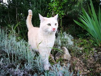 Portrait of cat amidst plants