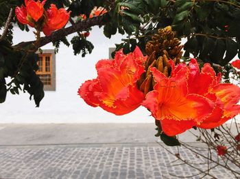 Close-up of red flowers