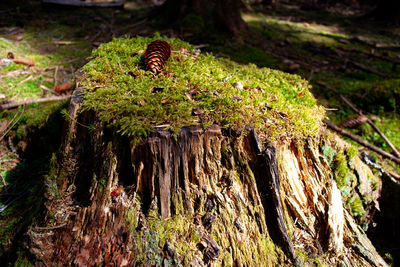 Close-up of mushrooms growing on tree trunk