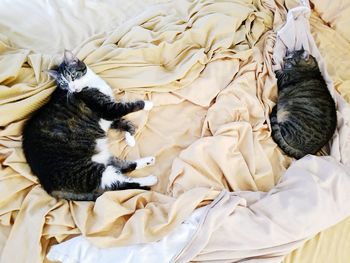 High angle view of cats relaxing on bed at home