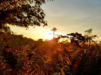 Close-up of plants growing on field against sky during sunset