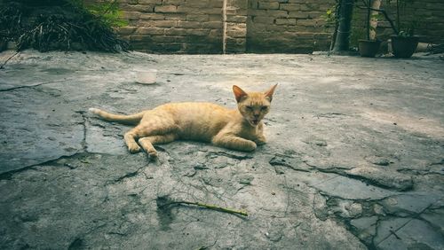 Portrait of ginger cat lying down