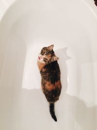 High angle view of cat sitting in bathroom