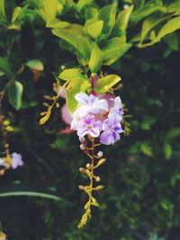 Close-up of purple flowering plant