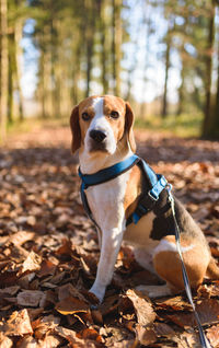 The beagle dog sitting in autumn forest. portrait with selectiv focus.