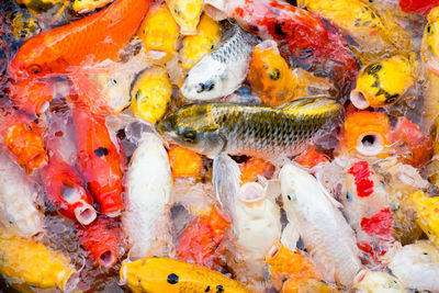 High angle view of koi carps swimming in sea