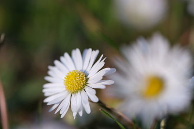 Close-up of white daisy flower