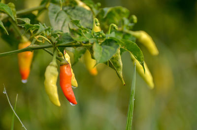 Close-up of red chili peppers on plant