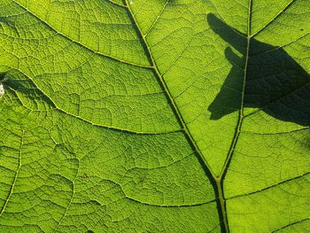 Full frame shot of green leaf