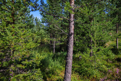 Trees in forest