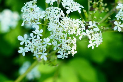 Close-up of white flowers