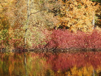 Scenic view of lake in forest during autumn