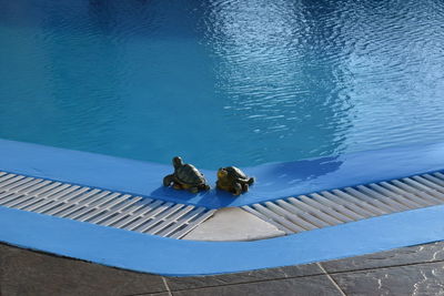 High angle view of people swimming in pool