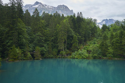 Scenic view of pine trees by lake against sky