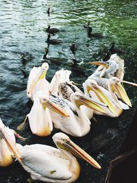 High angle view of pelicans at lakeshore