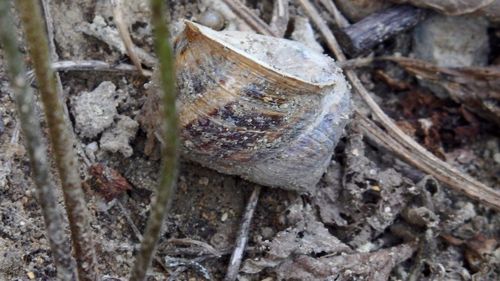 Close-up of snail on land