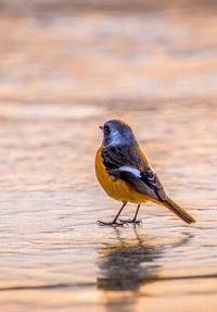 Close-up of bird perching on wood