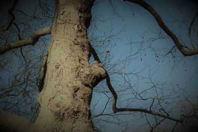 Low angle view of bare tree against sky