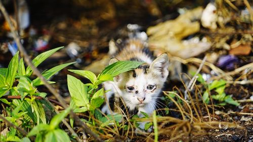 Portrait of kitten on field