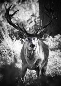 Portrait of deer standing on field