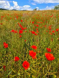 Red poppy flowers growing on field