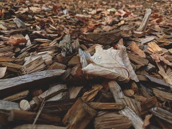 High angle view of dried leaves on wood