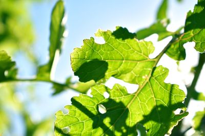 Close-up of fresh green leaves on plant