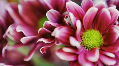 Close-up of purple flowering plant