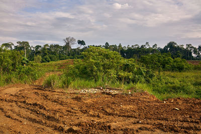 Plants growing on field against sky