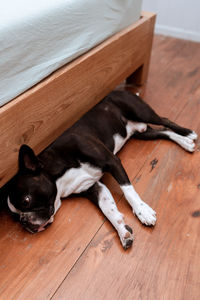 High angle view of dog resting on hardwood floor