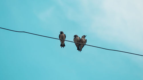 Low angle view of birds perching on cable