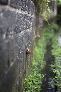 Close-up of insect on tree trunk