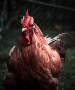 Close-up of rooster