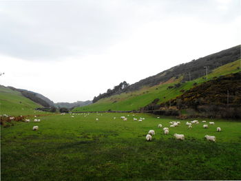 Sheep grazing in a field