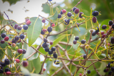 Close-up of berries growing on tree