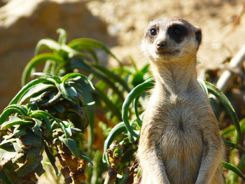 Meerkat rising on guard