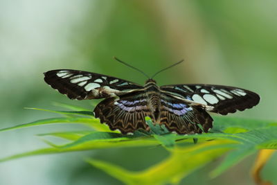 Close-up of butterfly on leaf