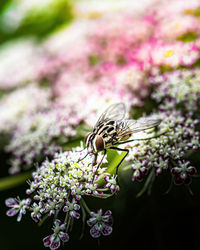 Close-up of insect on purple flower