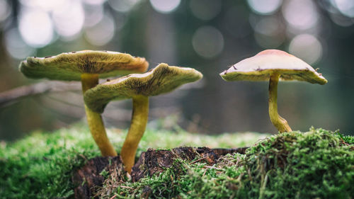 Close-up of mushroom growing outdoors