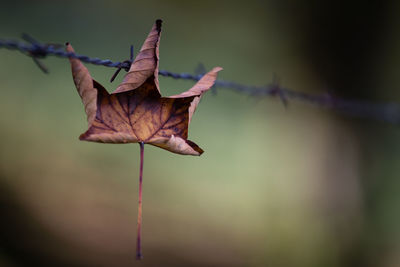 Close-up of leaves on twig