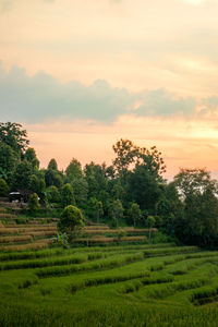 Scenic view of agricultural field against sky during sunset