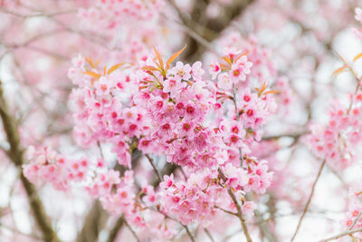 Blossom branch peach pink flowers or phaya suea krong . cherry blossom. wild himalayan cherry.sakura