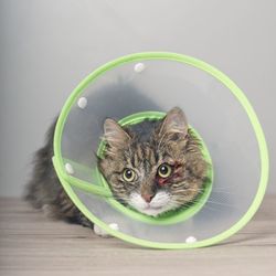 Wounded maine coon cat with a pet cone looking anxiously away. 