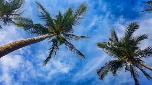 Low angle view of tree against sky