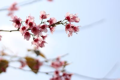 Close-up of pink cherry blossoms in spring