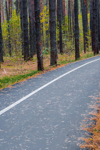 Surface level of road amidst trees in forest