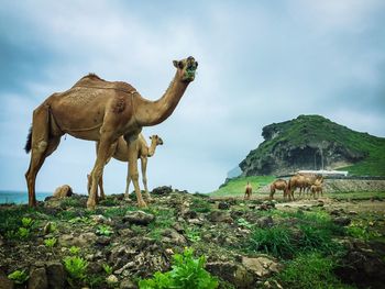 Camels standing on mountain against sky